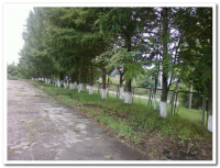 Школьный участок (59)