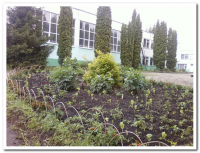 Школьный участок (55)